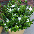 White Blooms Evergreen Gardenia Live Flowering Plant Set of Two D649