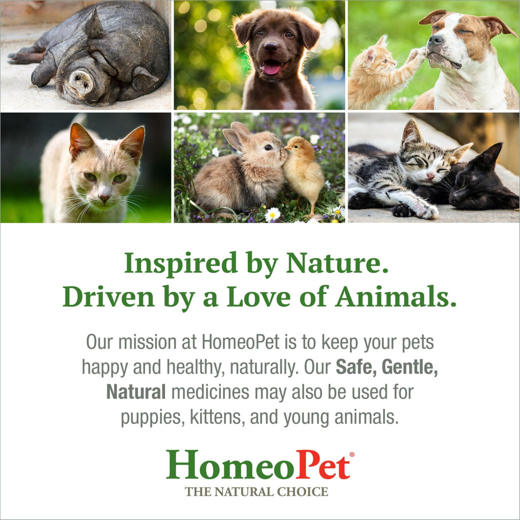 Feline Skin and Itch Supplement 15 Milliliters G132788