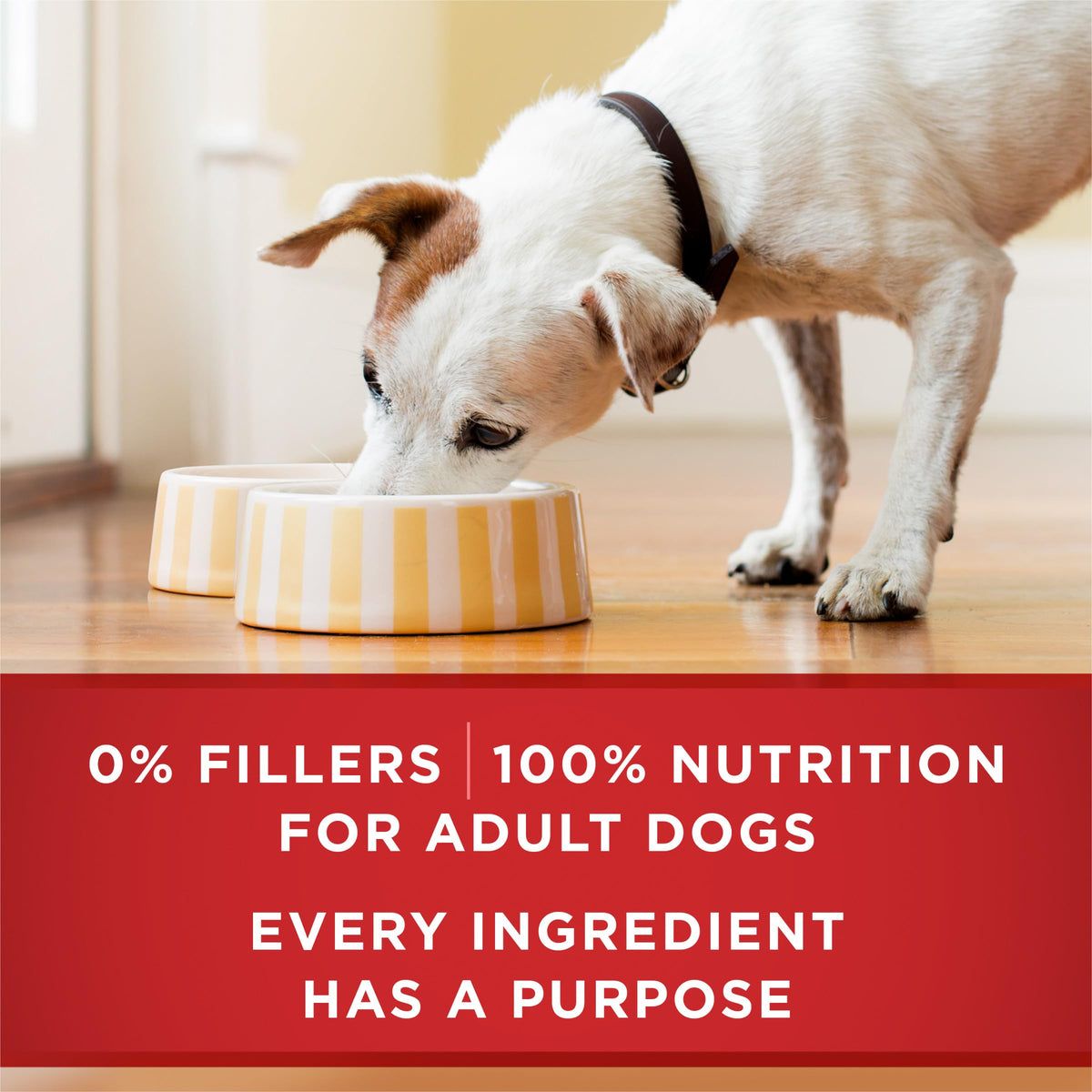 Wet Dog Food Variety Pack 6 13 oz Cans Q3795